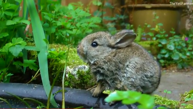 野生の子うさぎを保護 カササギから救った命だったが うさぎ動画ブログ