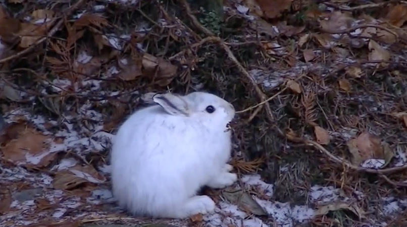 可愛らしいカンジキウサギ Snowshoe Hare の静かな動画 そこに珍客が うさぎ動画ブログ