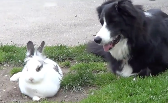 うさぎちゃんと犬 二人は親友 うさぎ動画ブログ