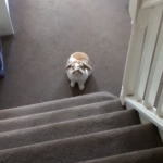 呼ぶと階段を上ってくるうさちゃん！！